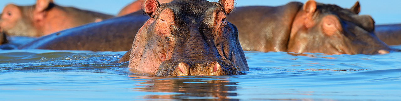 How to Deal with the HIPPO in a Customer Experience Design Project